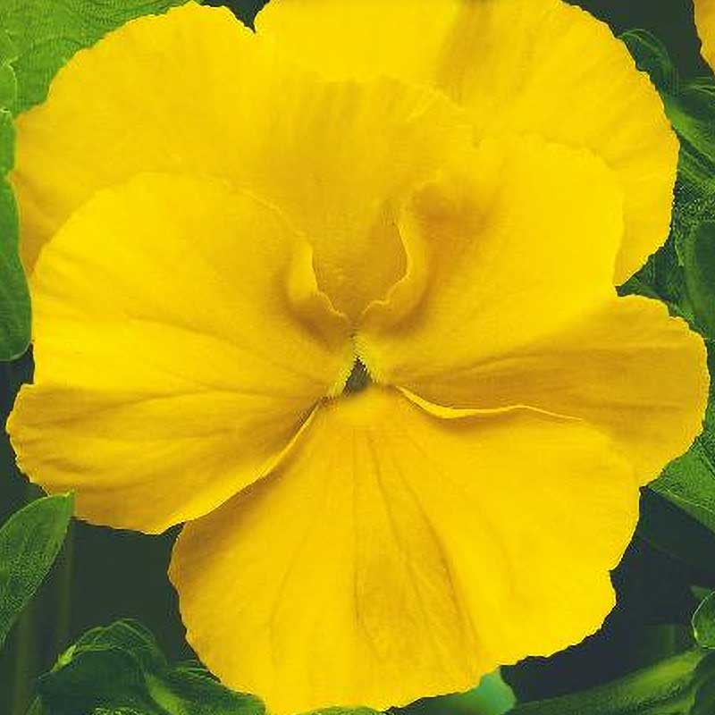 Stedmoderblomst 'Coronation gold'