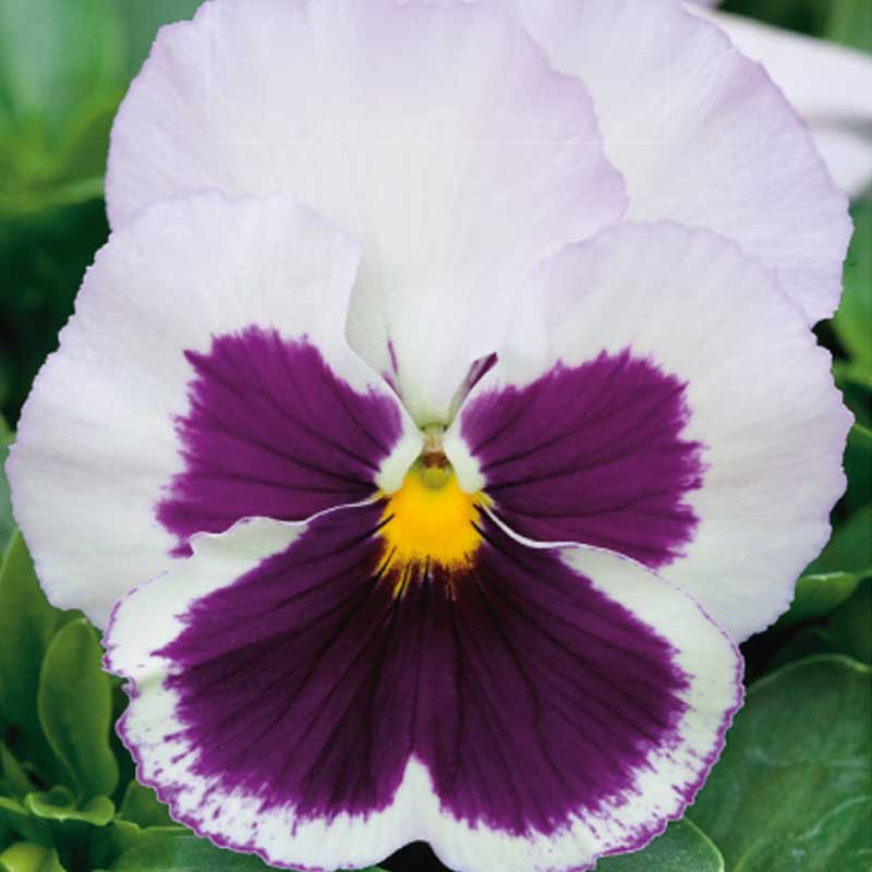 Stedmoderblomst 'Spanish eyes'