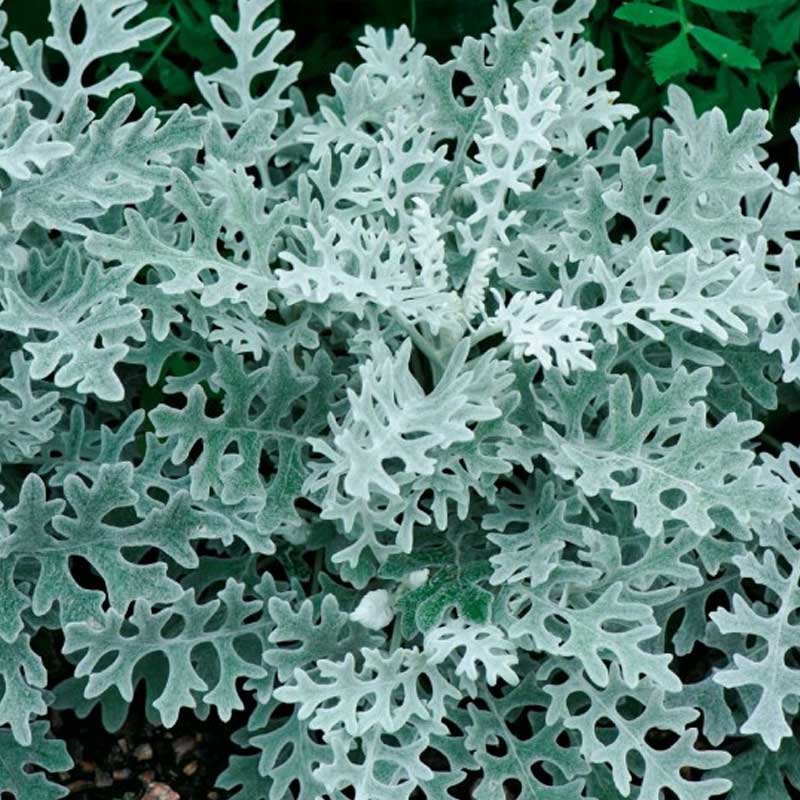 Sølvsalvie 'Candicans'