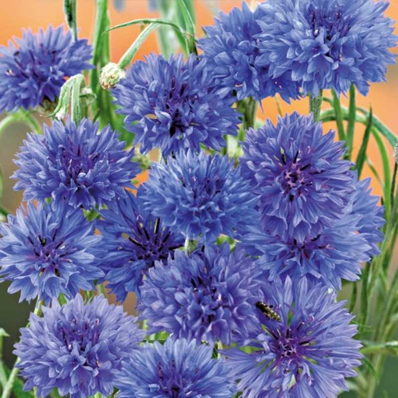 Kornblomst 'Blue ball'