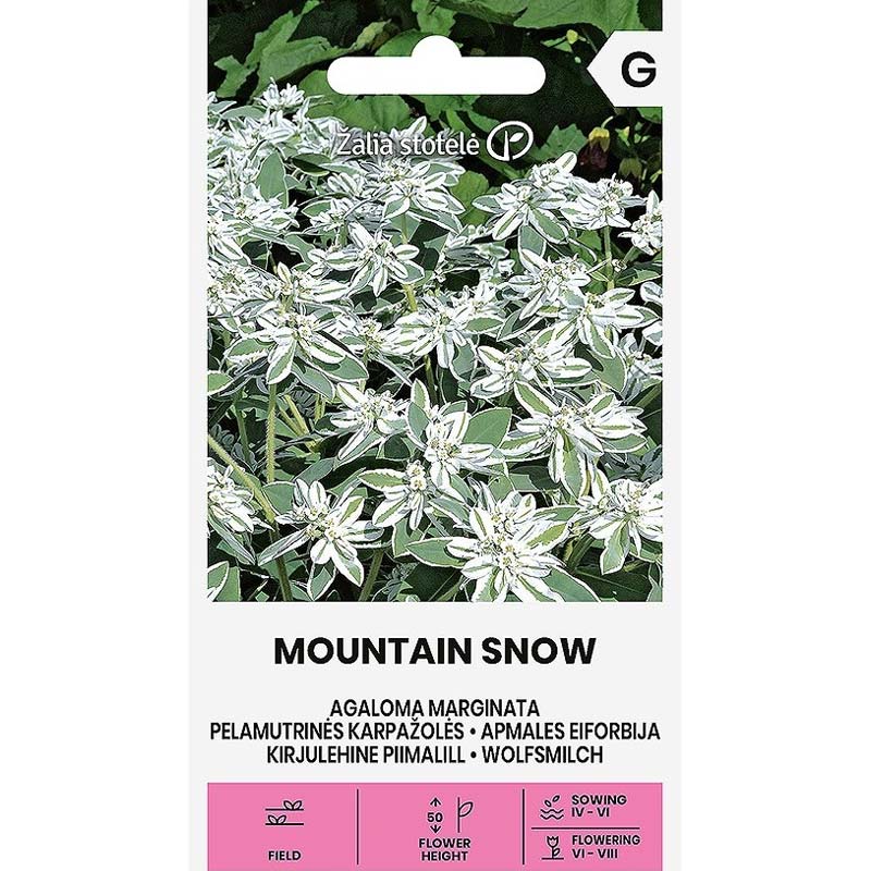 Broget Vortemælk 'Mountain snow'