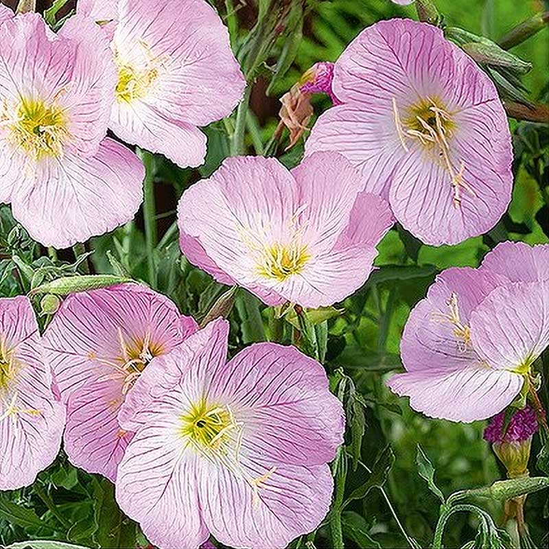 Sølvnattlys rosa