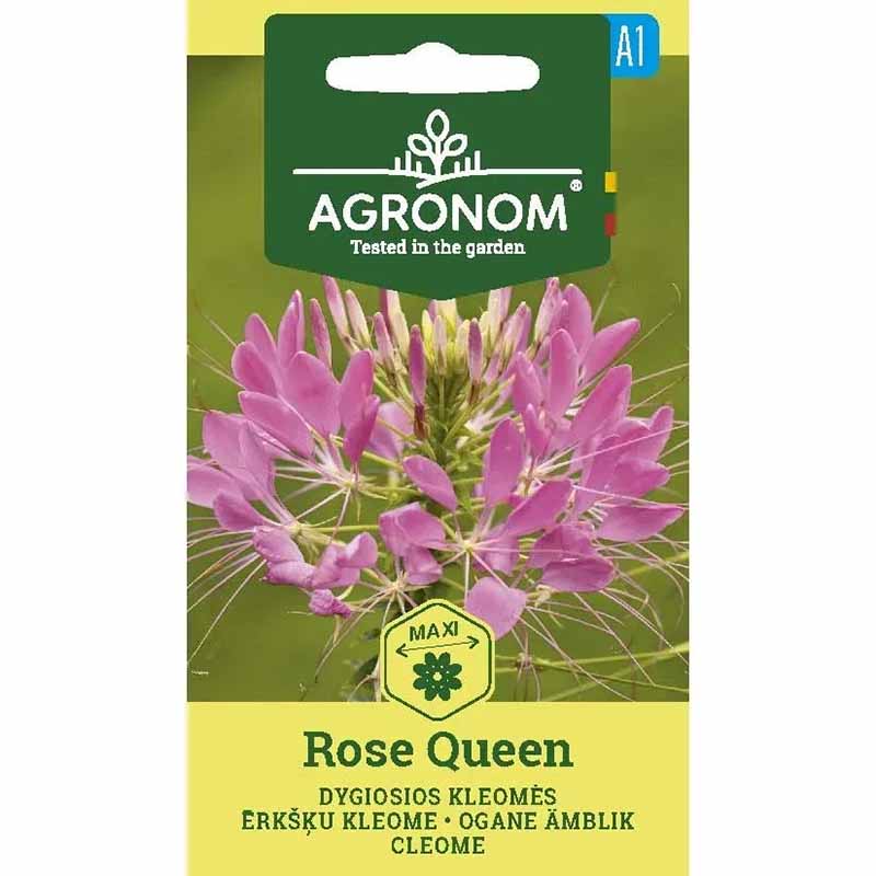 Paradisblomst 'Rose queen'